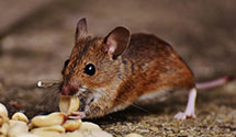 hospital-and-healthcare-facility-pest-management Experts in Quito